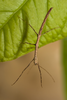 Austrocarausius coronatus Jones, Brock, Mantovani, Beasley-Hall, Yeates & Lo, 2022: copyright J. Sztraka. small male nymph. (Otu).