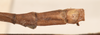 CollectionObject 1558794; bd574a61-7251-434a-ae6f-99f7a73a9ea7: copyright OUMNH. male: end of abdomen, dorsal view (holotype). (CollectionObject).