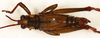 CollectionObject 1586774; NMW 17625, db10406c-db9f-4ccb-9e5d-167bf848bc0b: male, dorsal view. (CollectionObject).