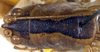CollectionObject 1594722; d5198a3d-d24b-4702-a615-7305d0cf320a: male head and pronotum, dorsal view (paratype). (CollectionObject).