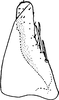 Subgenital plate, ventral view on Diomma (Dilobonota) Dworakowska, 1972: Subgenital plate (D. cristata Dwor.). (Observation).