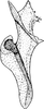 Aedeagus, lateral view: !! display not done !! on Turrutus socialis (Flor, 1861): Aedeagus, lateral view. (Observation).