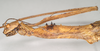 CollectionObject 1563693; NHMUK(SF IMPORT DUPLICATE) BMNH(E) #845046, 0aadf9f9-6a65-4285-8648-134f3f43faa8: copyright Natural History Museum, London. female: head and thorax, lateral view (holotype). (CollectionObject).