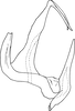 Aedeagus, lateral view on Anufrievia jinghongensis Cao & Zhang, 2018: Aedeagus, lateral view. (Observation).