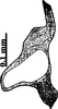 Stylus: !! display not done !! on Opsius heydeni (Lethierry, 1876): (Observation).