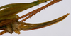 Arachnoscelis (Peruphisis) meriti Nickle, 2002: female ovipositor (allotype). (Otu).