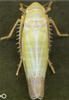 Habitus, dorsal view on Emelyanoviana mollicula (Boheman, 1845): Habitus (female). (Observation).