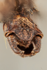 CollectionObject 1499291; edb45c71-d37c-433c-9649-cc16188ed88e: Male, terminalia, dorsal-oblique view (holotype). (CollectionObject).