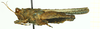 CollectionObject 1586180; 65e16a48-6f86-4c54-9b9f-2def91156732: female, lateral view. (CollectionObject).