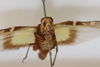 CollectionObject 1520981; ec221e4f-52f5-4593-9727-f4d6ba40956f: female, frontal view (holotype). (CollectionObject).
