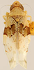 Habitus, dorsal view: !! display not done !! on Hymetta balteata McAtee, 1919: Habitus (holotype, USNM collection). (Observation).
