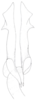 Neomenocria advena (Spinola, 1839): (Otu).