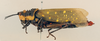 female, lateral view (holotype of Gryllus scabiosus). Depicts CollectionObject 1504969; 8b15c0bb-2fd7-4919-bb64-9cb258fd8328, a CollectionObject.