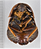 CollectionObject 1619106; bfa4204c-f956-43f3-a65c-b9af75f1ceae: (CollectionObject).