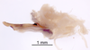 CollectionObject 1522930; c11ff712-6bae-4808-b1a2-f2c333c033f9: Male genitalia, lateral view (holotype). (CollectionObject).