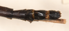 CollectionObject 1594952; f15283ee-bda5-4f1e-9e00-9ea99600301a: copyright OUMNH. male: end of abdomen, dorsal view (paralectotype). (CollectionObject).