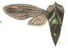 Habitus, dorsal view: !! display not done !! on Smilia vittata Amyot & Audinet-Serville, 1843: (Observation).
