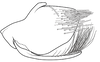 Pygofer, lateral view on Coarctana occultata Domahovski & Cavichioli, 2023: Male holotype [MUSM]: pygofer, valve and subgenital plate, lateral view. (Observation).