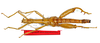 CollectionObject 1562189; 86320c4b-8647-4fb5-886a-18d2f5d195da: copyright ZMB, Berlin. male (holotype). (CollectionObject).