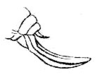 Orchelimum (Orchelimum) agile (De Geer, 1773): Pl. IV, Fig. 80 b. ovipositor (Xiphidium nitidum, length 8 mm). (Otu).