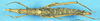 CollectionObject 1507041; 0181ef4d-dfb0-4f28-a708-e1441b31d21b: female, dorsal view (holotype). (CollectionObject).