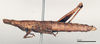 CollectionObject 1535547; a183472e-e191-482d-904f-16ae43e82347: female, lateral view (holotype). (CollectionObject).