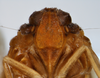 Head: !! display not done !! on Lomagenes delphacoides Fennah, 1945: (Observation).