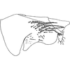 Pygofer, lateral view on Capoideus cuprescens (Naudé, 1926): Pygofer, lateral view. (Observation).