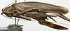 female, lateral view (syntype). Depicts CollectionObject 1535957; cddf7e57-cbd4-435c-8c56-8686c81349e3, a CollectionObject.