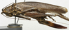 CollectionObject 1535957; cddf7e57-cbd4-435c-8c56-8686c81349e3: female, lateral view (syntype). (CollectionObject).