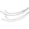 Pygofer appendages: Pygofer ventral appendage. (Observation).
