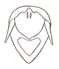 Melliacris sinensis Ramme, 1941: Fig. 41. male genital region. (Otu).
