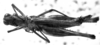 CollectionObject 1532644; 85bf6dae-33af-40ec-9982-7745754fbb79: Image Carbonell, C.S. female, dorsal view (holotype). (CollectionObject).