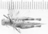 CollectionObject 1523795; 02b16e9d-a224-4abe-a876-0350708063c2: male, dorsal view (holotype). (CollectionObject).