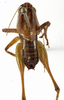 CollectionObject 1529603; 03359bb8-aa0b-4544-977a-92e15ee8a7b7: male, dorsal view (holotype or syntype). (CollectionObject).
