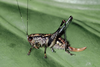 Lipotactes (Sublipotactes) khmericus khmericus Gorochov, 1998: female. (Otu).