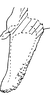 Anal tube processes on Distantasca barawa (Dworakowska, 1981): Anal tube process. (Observation).