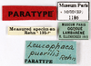 CollectionObject 1587238; MNHN(SF IMPORT DUPLICATE) MNHN-EP-EP1186, 9dc23899-c254-47f1-8e60-28ae720ed8ee: CC BY-NC-ND 4.0/MNHN - Depraetere Marion - 2014. Paratype, male, of puerilis Rehn, 1937. Specimen number: MNHN-EP-EP1186. http://coldb.mnhn.fr/catalognumber/mnhn/ep/ep1186. (CollectionObject).