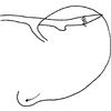 Pygofer, lateral view: Pygofer, lateral view. (Observation).