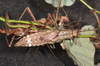 Haaniella scabra (Redtenbacher, 1906): copyright Paul D. Brock. female, dorsal view (culture stock 2014, ex. Sabah, Kina-balu); others in background. (Otu).