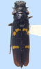 Habitus, dorsal view: !! display not done !! on Ochrostacta diadema (Burmeister, 1835): female: Ochrostacta diadema, Argentina, INHS. (Observation).