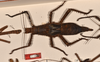 CollectionObject 1558872; ae2fd943-9eed-40c6-82cd-16404d27a944: copyright OUMNH. female, dorsal view of Heteropteryx grayii (lectotype). (CollectionObject).