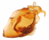 Pygofer, lateral view: !! display not done !! on Javesella (Javesella) pellucida (Fabricius, 1794): (Observation).