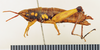 CollectionObject 1518356; 08aac58d-d7a7-4891-bc84-e336a2587bd2: female, lateral view (holotype). (CollectionObject).