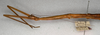 CollectionObject 1558824; 065bddb5-7bdc-4d45-a0f4-71872063bec0: copyright NMW, Vienna. female: head and thorax, lateral view (paralectotype). (CollectionObject).;CollectionObject 1558825; 6b311179-4c46-4aec-a818-9724cf93b847: copyright NMW, Vienna. female: head and thorax, lateral view (syntype). (CollectionObject).