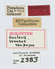 Other on Oecleus venosus Van Duzee, 1912: (Observation).