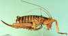CollectionObject 1501962; 966b5713-e854-4e1f-b28c-759ad73db253: female, lateral view (syntype of Hemideina ligata). (CollectionObject).