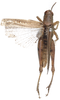 Digrammacris distinguendus (Stål, 1861): as Catantops coerulescens. dorsal view. (Otu).