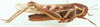 Ornithacris pictula pictula (Walker, 1870): as O. pictula. female, lateral view. (Otu).