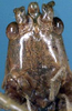 CollectionObject 1516817; bbe70e71-21d1-4679-8906-75ee74af3f70: female face (holotype). (CollectionObject).